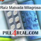 Raíz Malvada Milagrosa 34